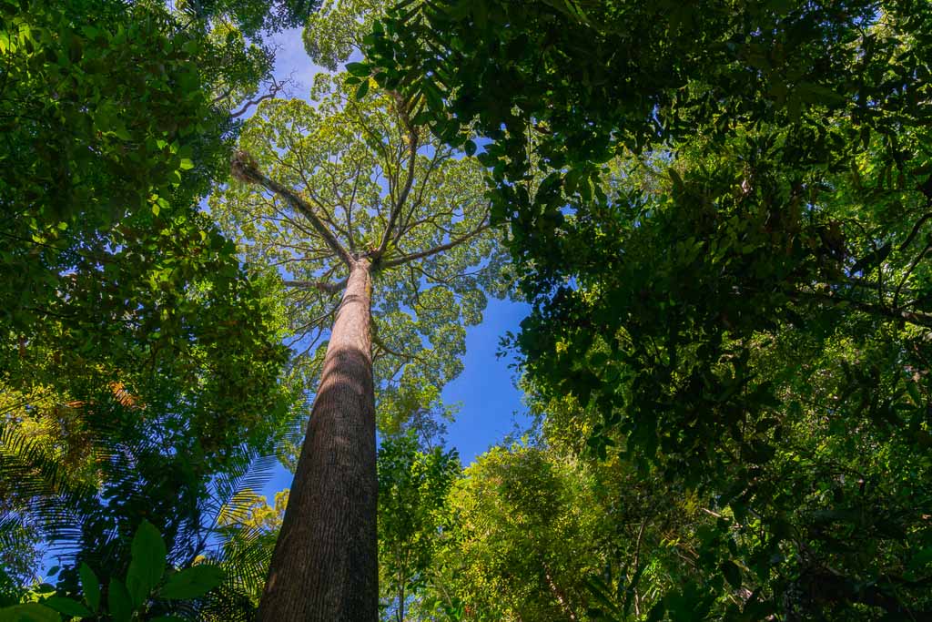 Looking up the trunk of tall jungle tree with birds nest ferns high up highlighted by silhouette of surrounding lower trees in Sabah Borneo.