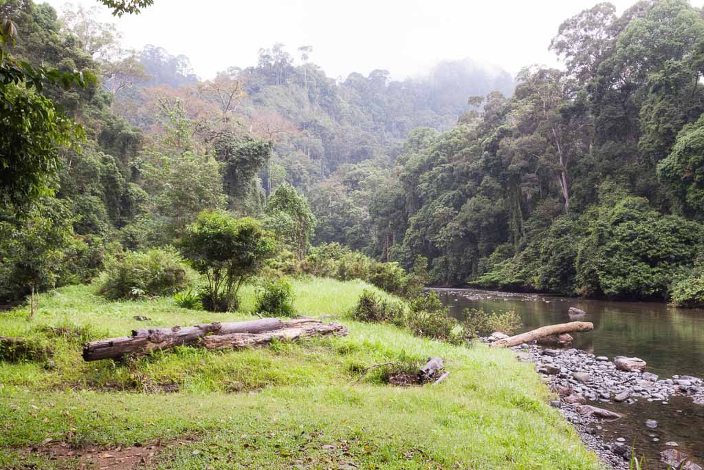 The Danum River flows slowly through the magnificent primary old growth rainforest at the site of the Borneo Rainforest Lodge in the heart of Danum Valley, Borneo.
