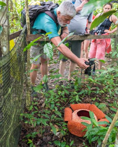 Senior man photographing the Rafflesia, the biggest flower in the world, Sarawak, Borneo. Side view.
