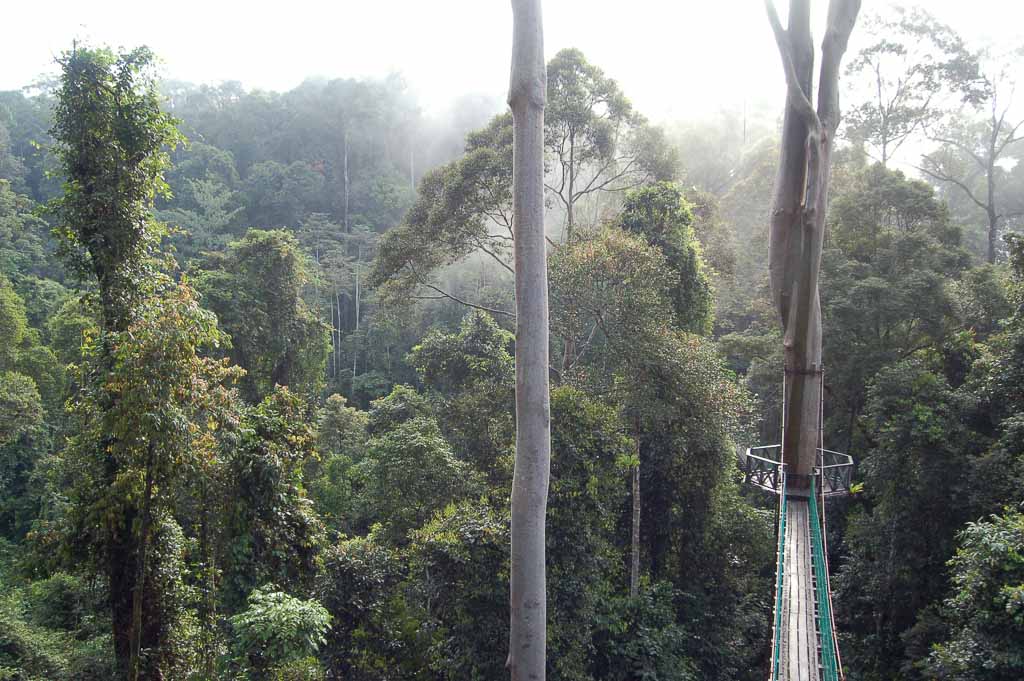 The Danum Valley Conservation Area rope canopy walkway, which is 300m in length and 26m at the highest point, immersing you in the dense surrounding rainforest.