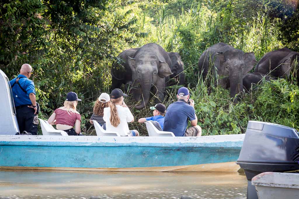 Wildlife Boat Safari On The Kinabatangan River - Kated