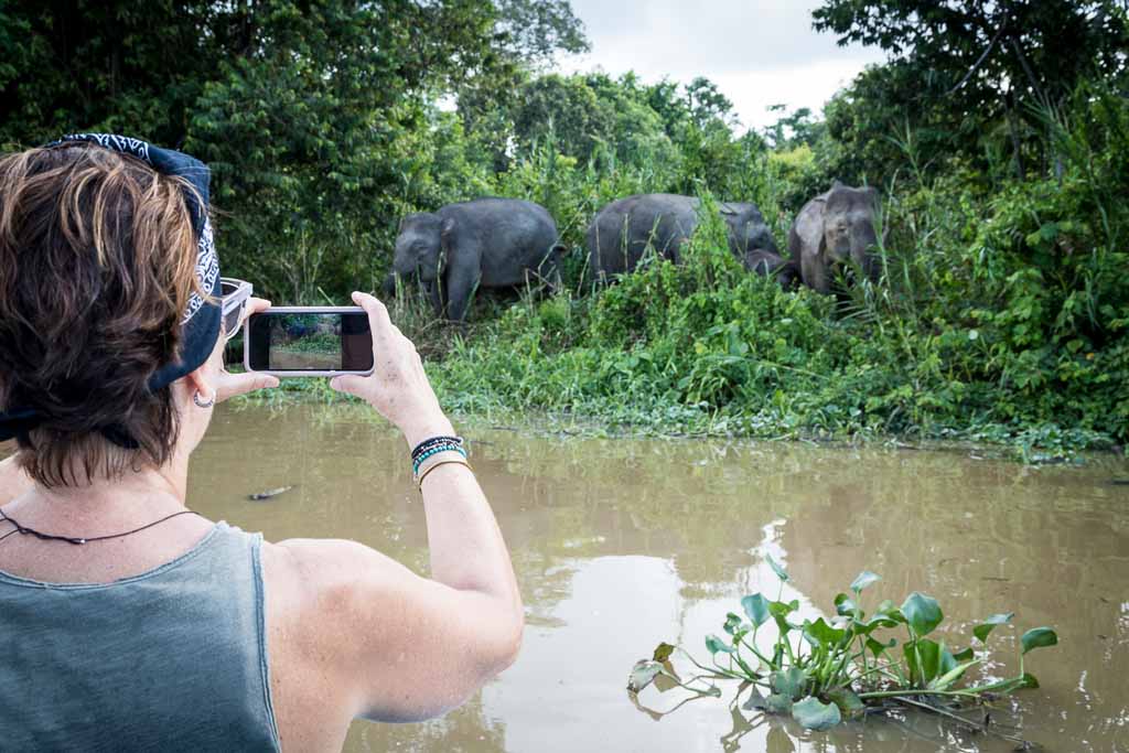 Close up of an environmental tourist photographing with his Smartphon a group of pygmy elephants on the banks of the river Kinabatagan, Malaysia