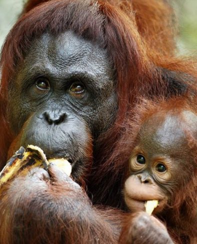 Orangutan Feeding on Bananas, Semenggoh Nature Reserve