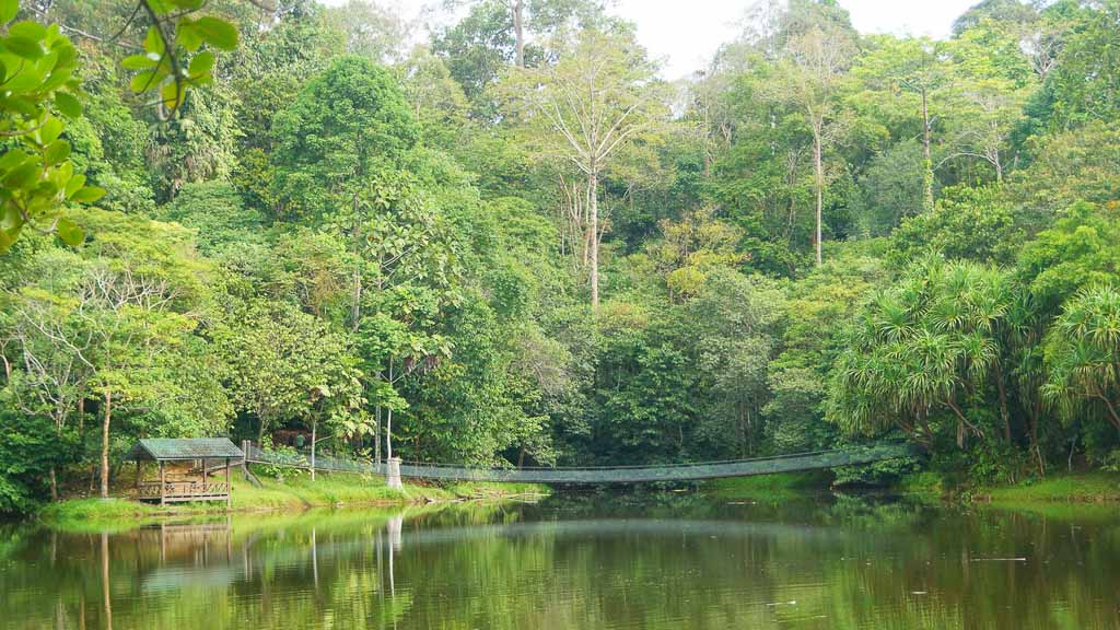 The Rainforest Discovery Centre (RDC) is the gateway to getting to know the uniqueness and importance of Borneo’s rainforests
