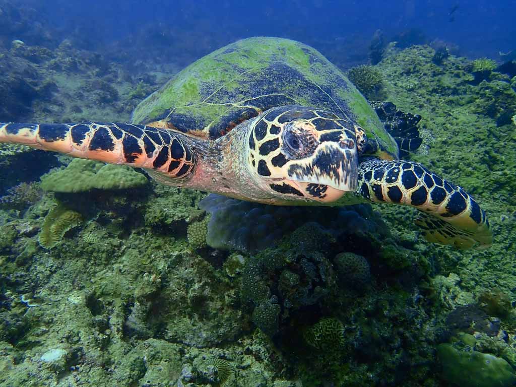 Closeup with the Hawksbill sea turtle during a leisure dive in Tunku Abdul Rahman Park, Kota Kinabalu. Sabah, Malaysia. Borneo.