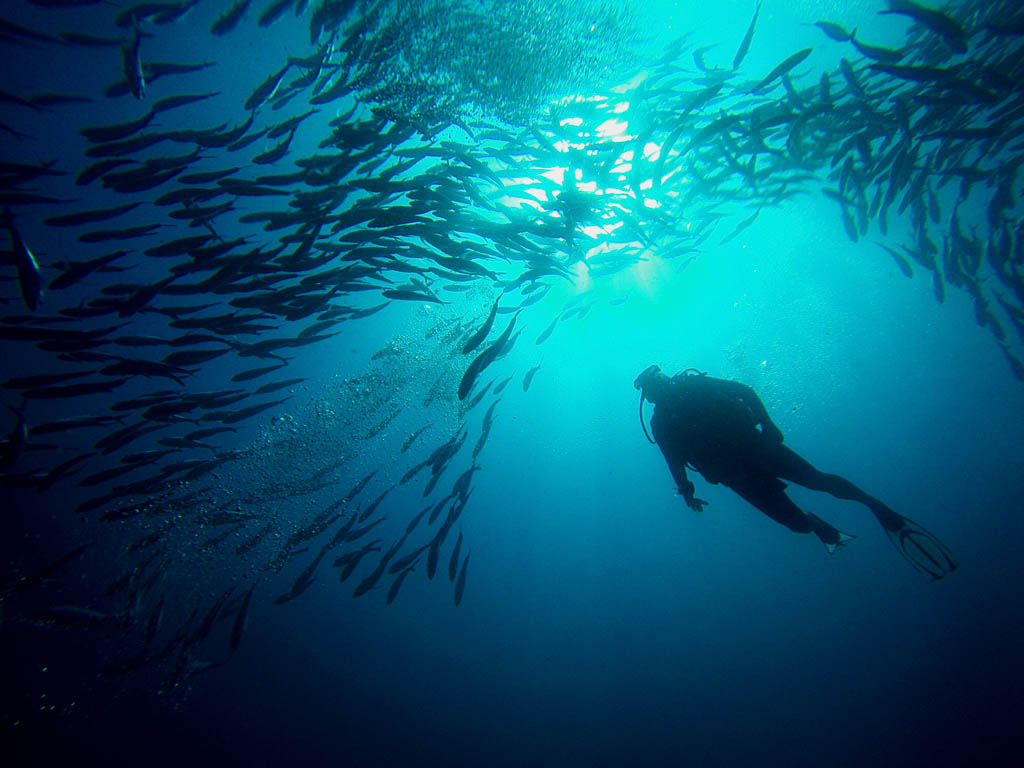 Scuba Diving Barracuda Point Sipadan Kated