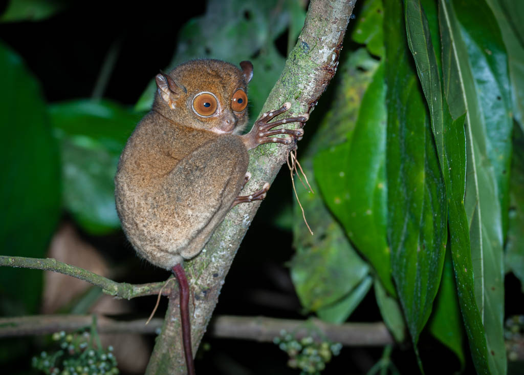 Western tarsier (or Horsfield tarsier) in the rainforest of the Danum Valley, on the island of Borneo in Malaysia.