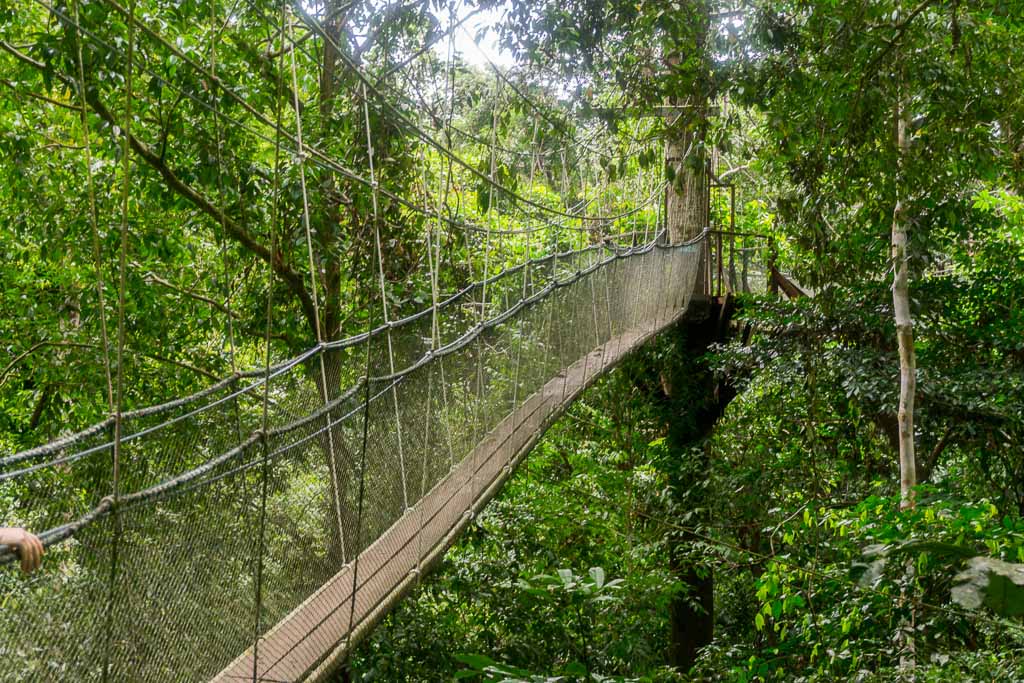 Mulu National Park - Canopy Walk