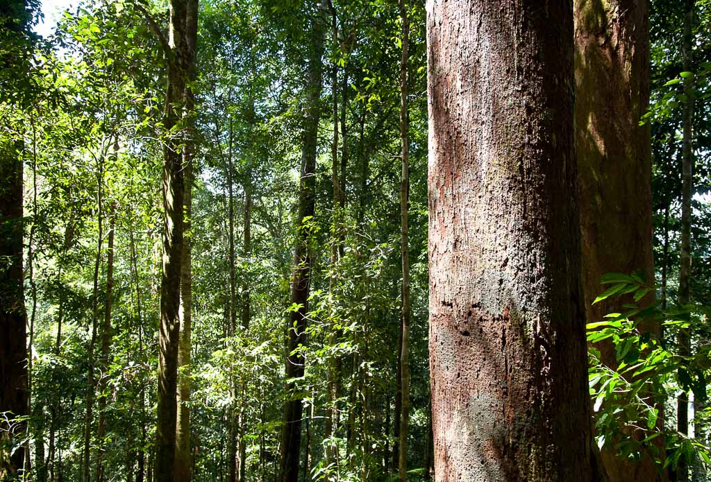 Trees in Ulu Temburong National Park in Brunei on the island of Borneo
