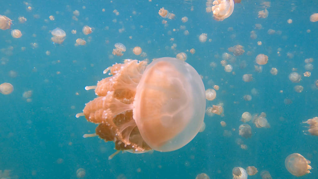 Jellyfish. Kakaban Island, Borneo. Indonesia. Asia.