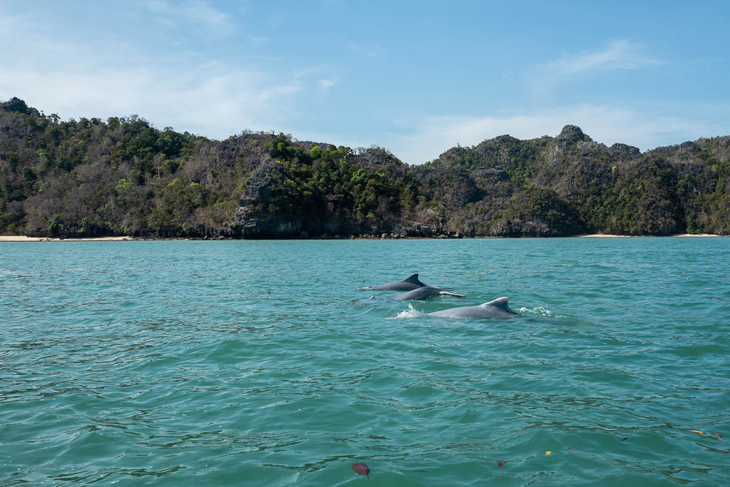 Dolphins at Mangroves tour in Kilim Karst Geoforest, Langkawi