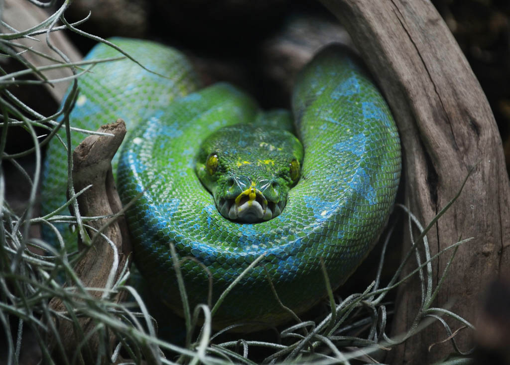 Big green snake