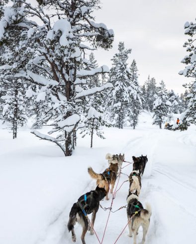 Arctic Husky Ride,Lapland