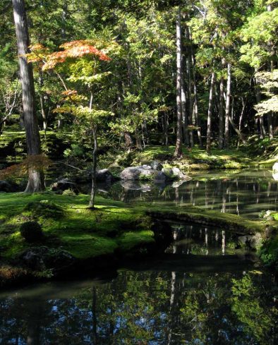 Moss-Garden-Kyoto Autumn Foliage at Saiho-Ji Moss Garden, Kyoto