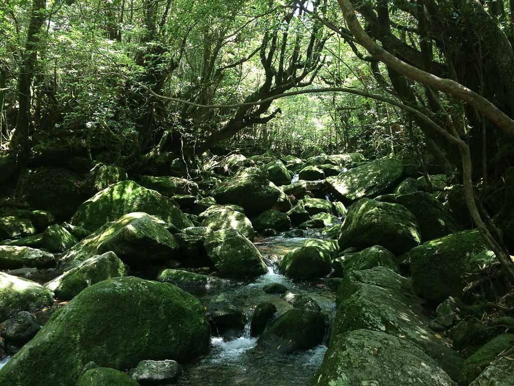 Ancient Forest, Yakushima island