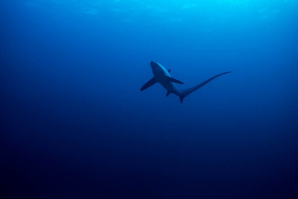 Thresher shark viewed from below with surface detail. Monad Shoal, Philippines. November