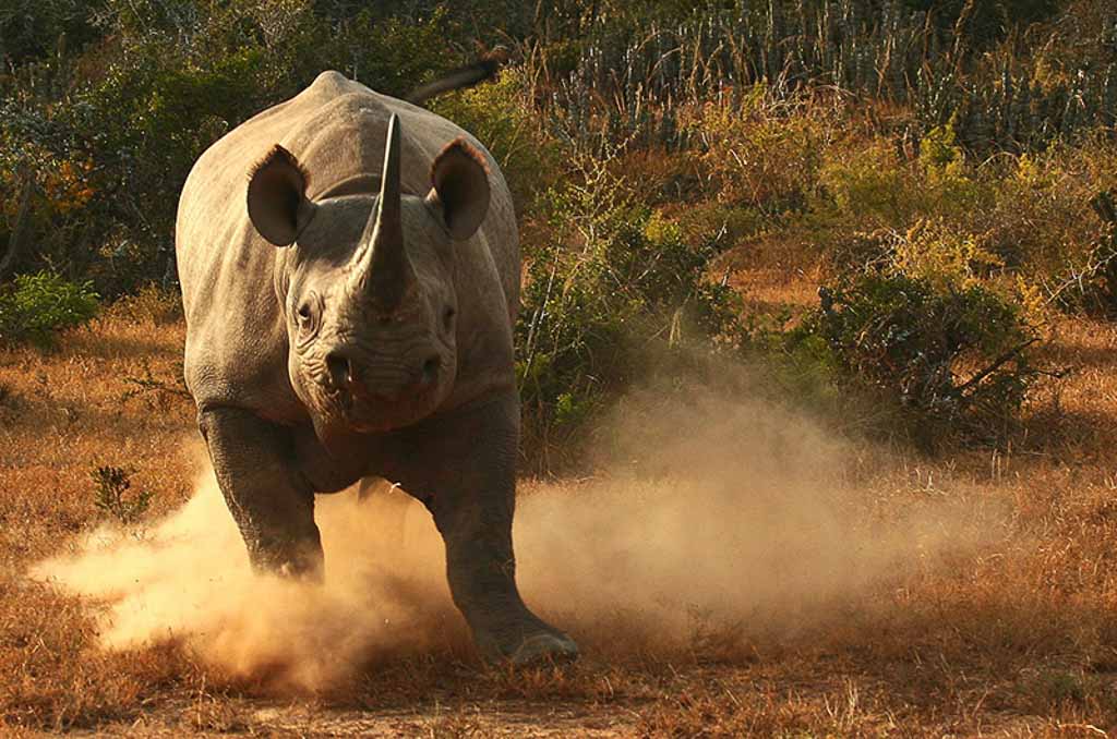 Rhino Conservation Safari, Kwandwe