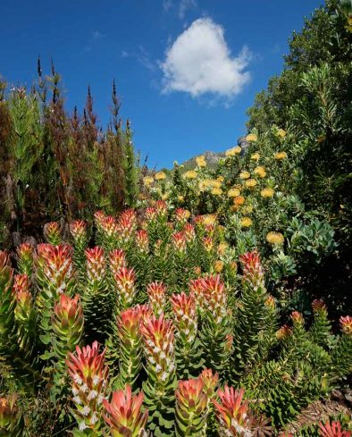 Colorful flowers in the Kirstenbosch botanical gardens, Cape Town, South Africa