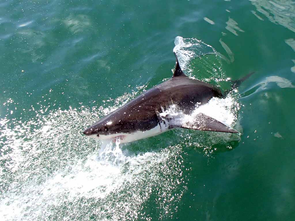 Shark Cage Diving Gansbaai South Africa