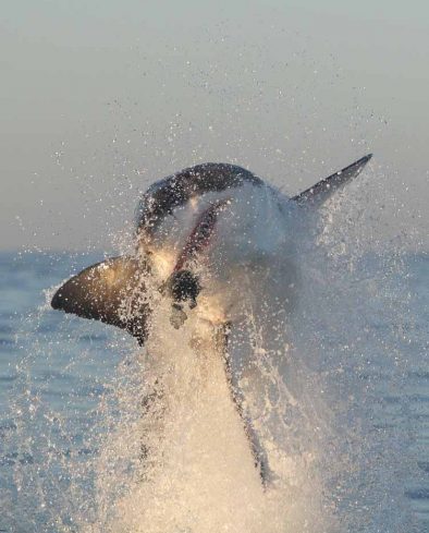 great white shark, Carcharodon carcharias, breaching on seal shaped decoy, False Bay, South Africa, Atlantic Ocean