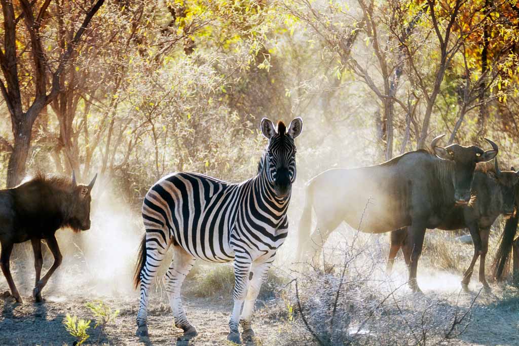 Zebra and wildebeest in the Waterberg area,Limpopo,South Africa