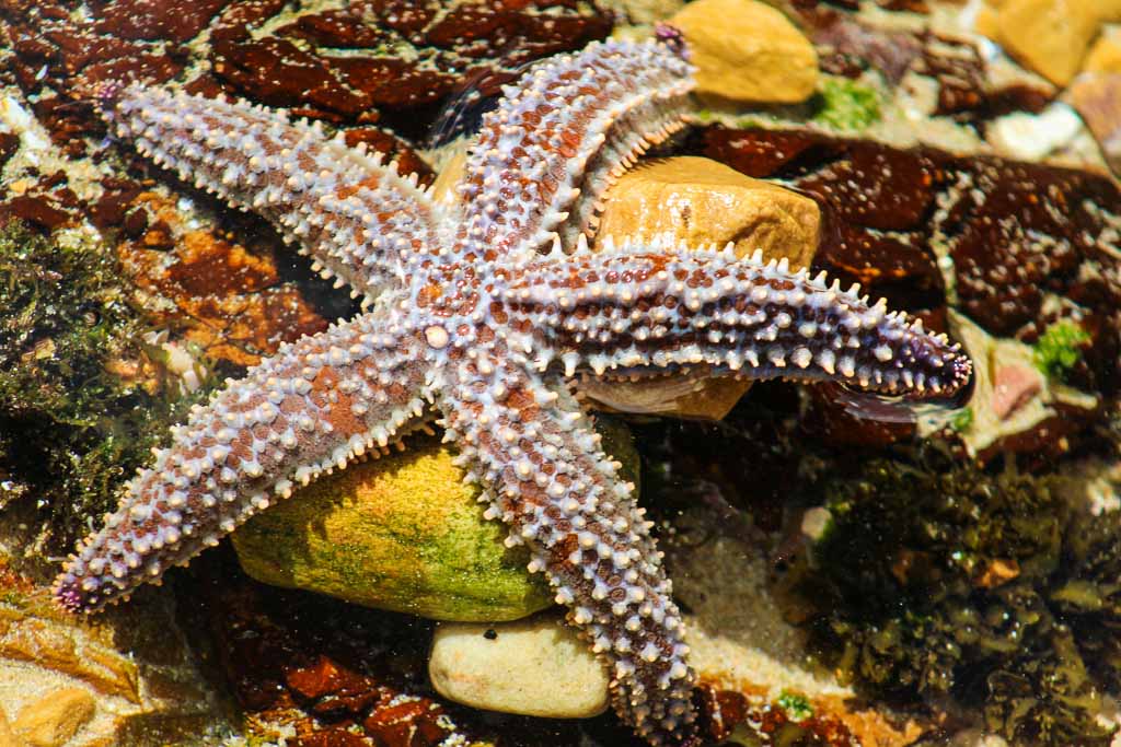 Spiny star fish or Starfish scientific name Marthasterias glacialis in Knsyna heads South Africa