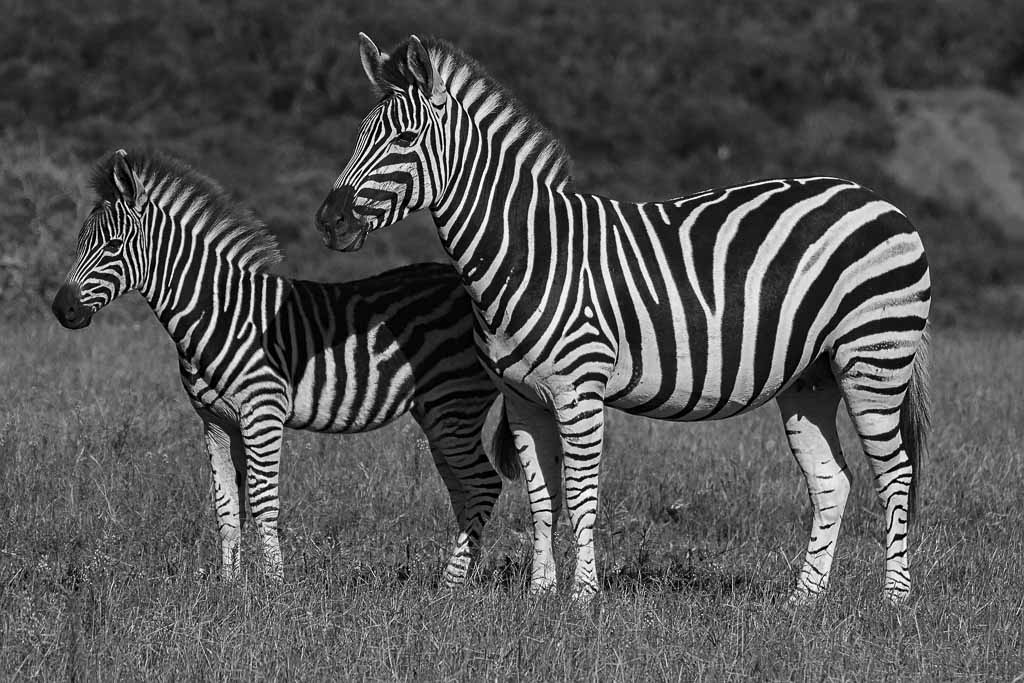 Zebra with Young, Addo Elephant National Park