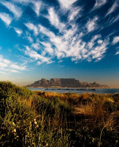 View of table Mountain through fynbos, Bigbay, South Africa
