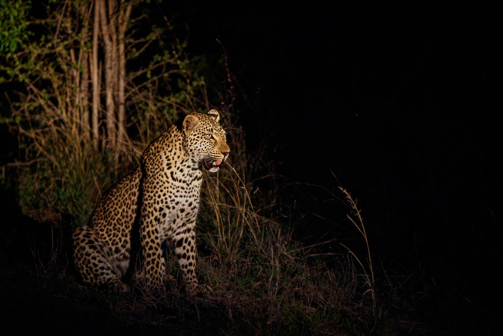 Leopard hunting in the dark - Sabi Sands Game Reserve - South Africa