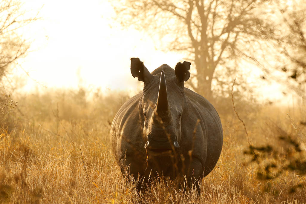 Rhino White African lowveld wildlife safari game drive Kruger savanna nature