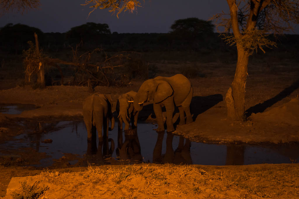 Herd of elephants at a drinking pool during night time (evening) of Kruger national park, South Africa