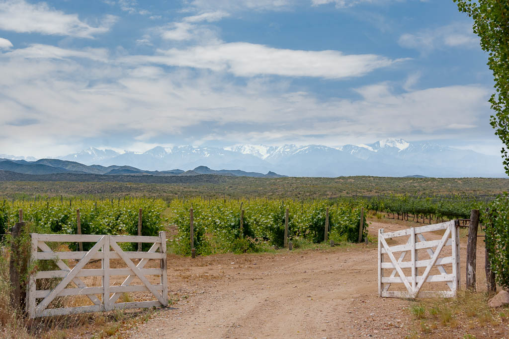 Uco Valley Vineyards, Mendoza
