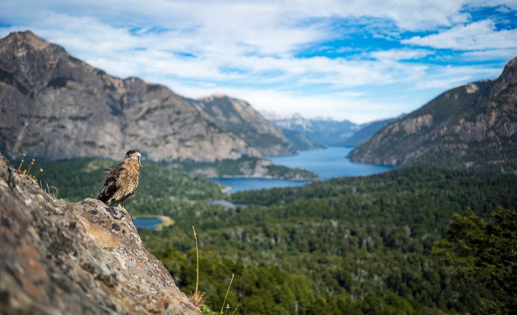 Caracara Bird, Patagonia