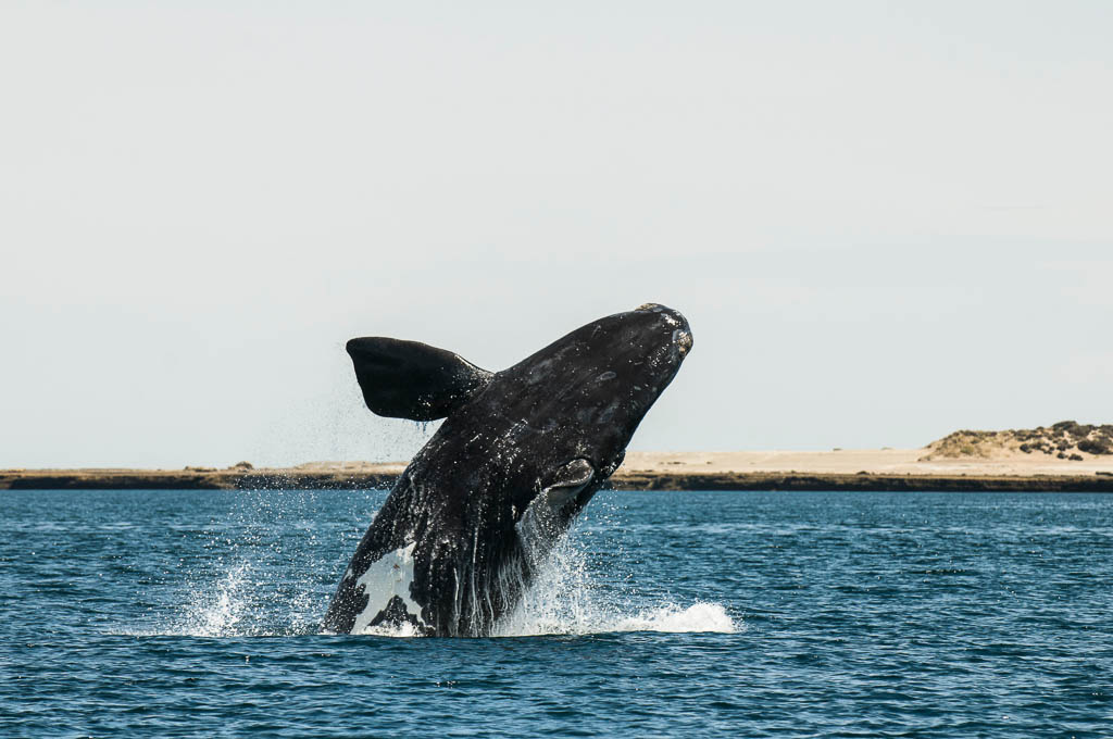 Breaching Southern Right Whale, Valdes Peninsula