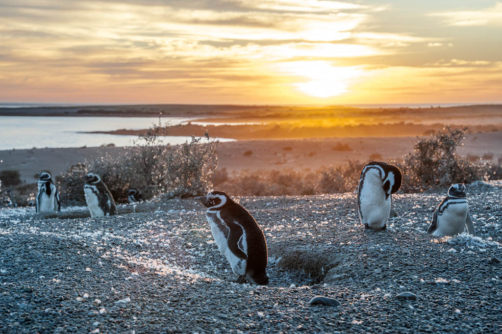 Magellanic Penguins, very early golden morning at Natural protected area Punta Tombo, Chubut, Patagonia, Argentina