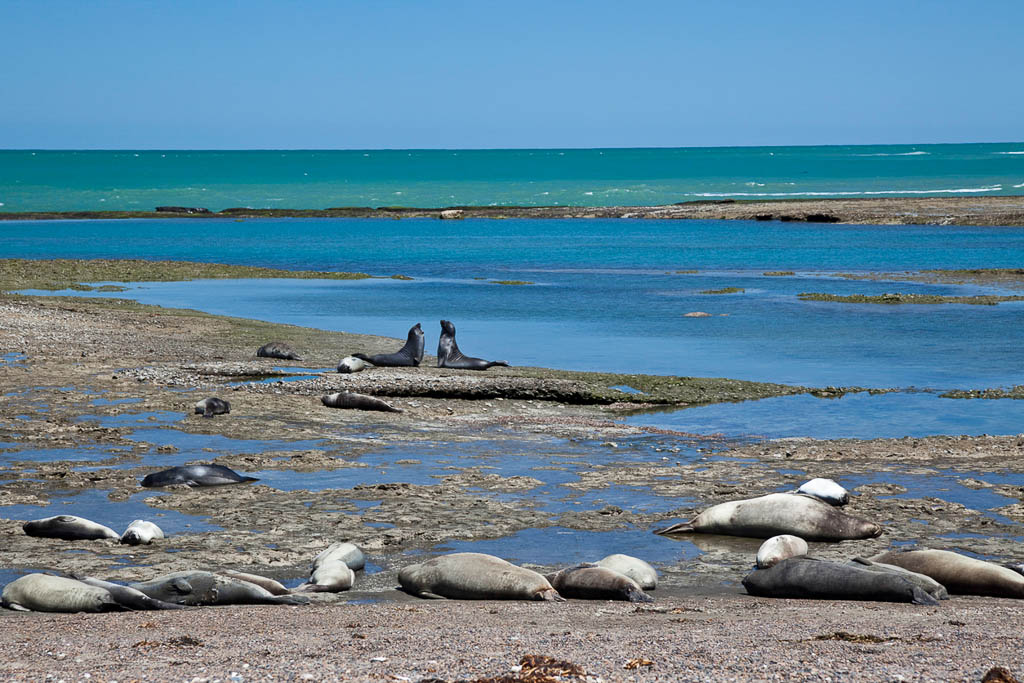 "Seals at Punta Delgada, Peninsular Valdes, Argentina."