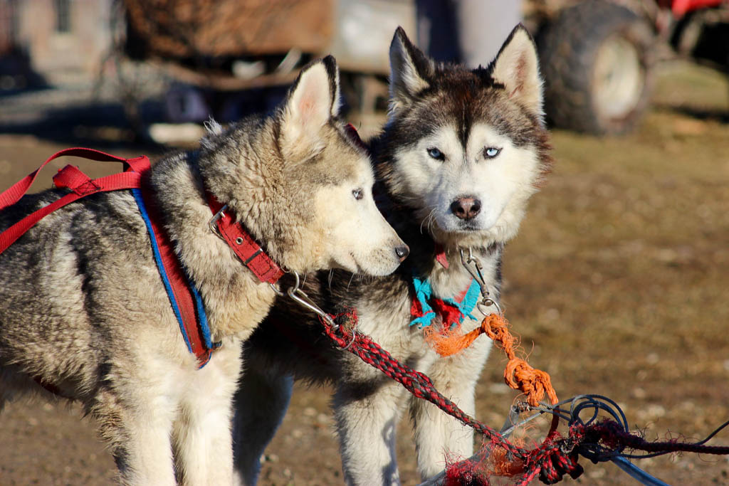 Husky Dogs Ready For Sledding, Ushuaia