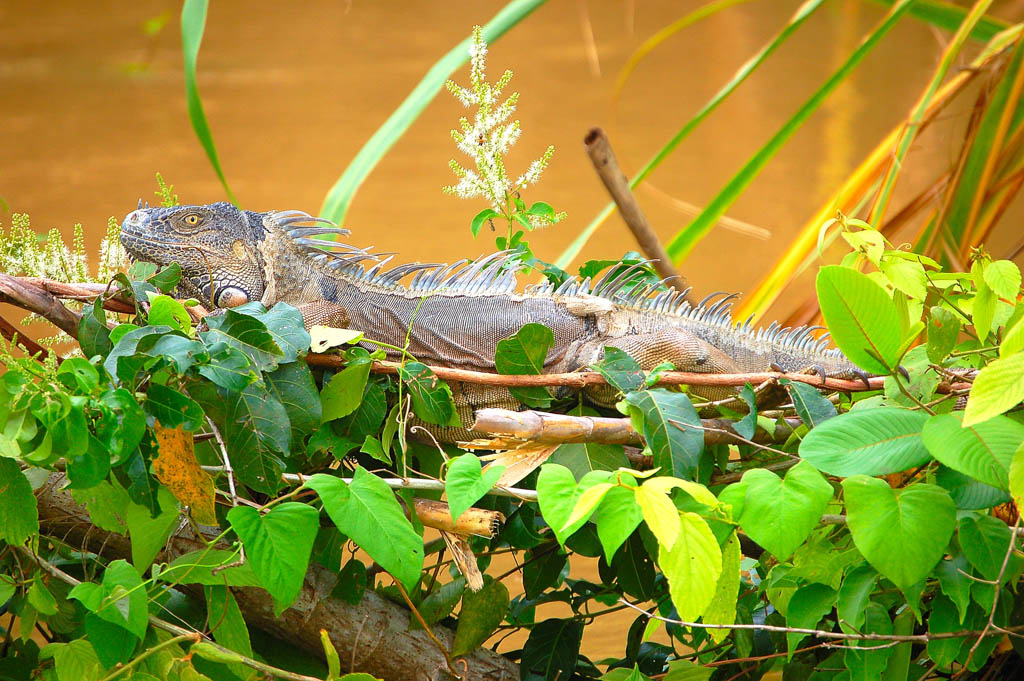 Iguana sunning on Monkey River in Belize