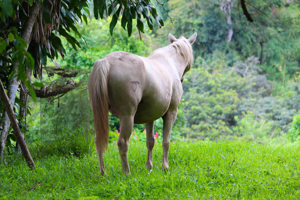 One white horse standing in tropical environment. Rear view
