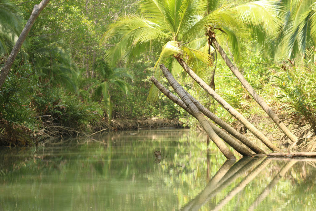 Damas Island Mangrove, Costa Rica