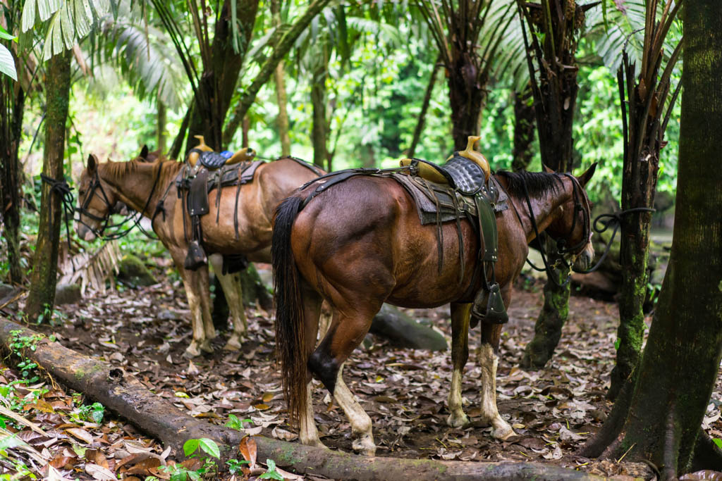 Relaxing horses after horseback riding on foggy and rainy day around river Arenal near small town La Fortuna in Costa Rica. Area is known as a gateway to Arenal Volcano National Park with two volcanoes, Active Arenal Volcano and Dormant Chato Volcano.