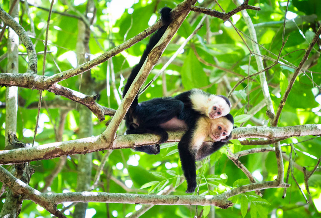 White-faced capuchin monkey, Tortuguero NP, Costa Rica