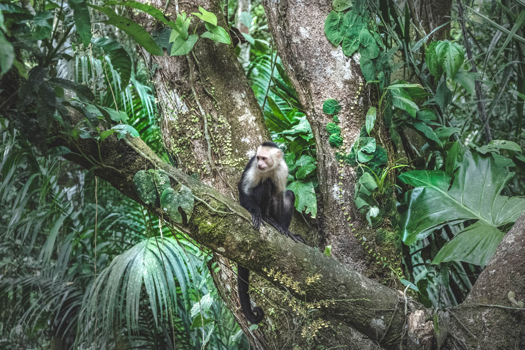 White faced Capuchin Monkey at jungle Costa Rica