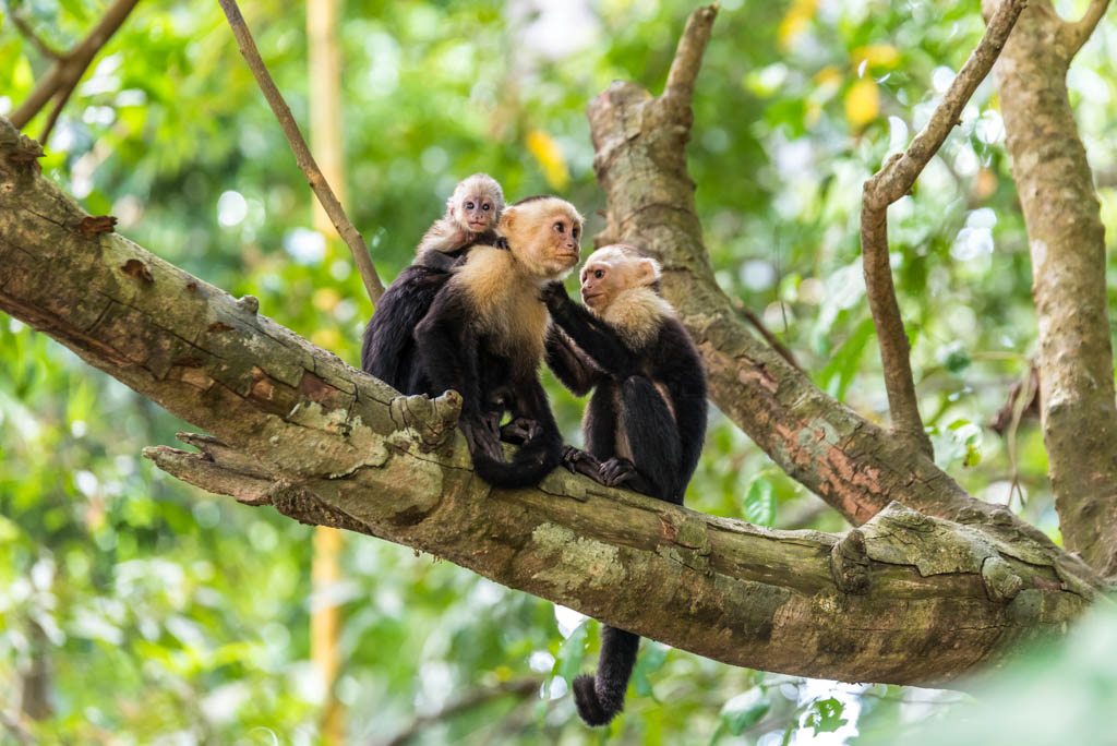 Capuchin Monkey on branch of tree in tropical rainforest - animals in wilderness