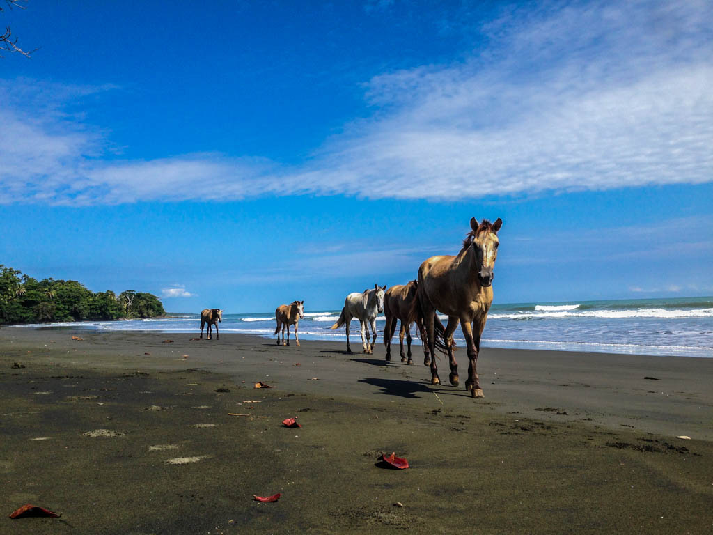 Cahuita Beach Horses, Costa Rica