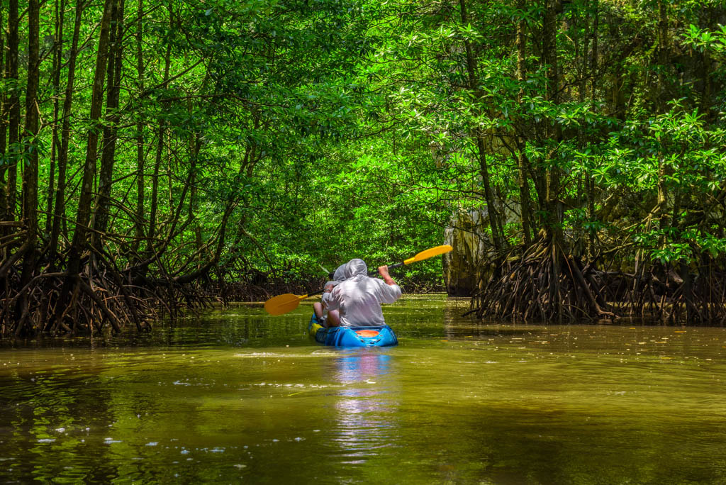 Kayaking in the mangrove jungle of Krabi, Thailand