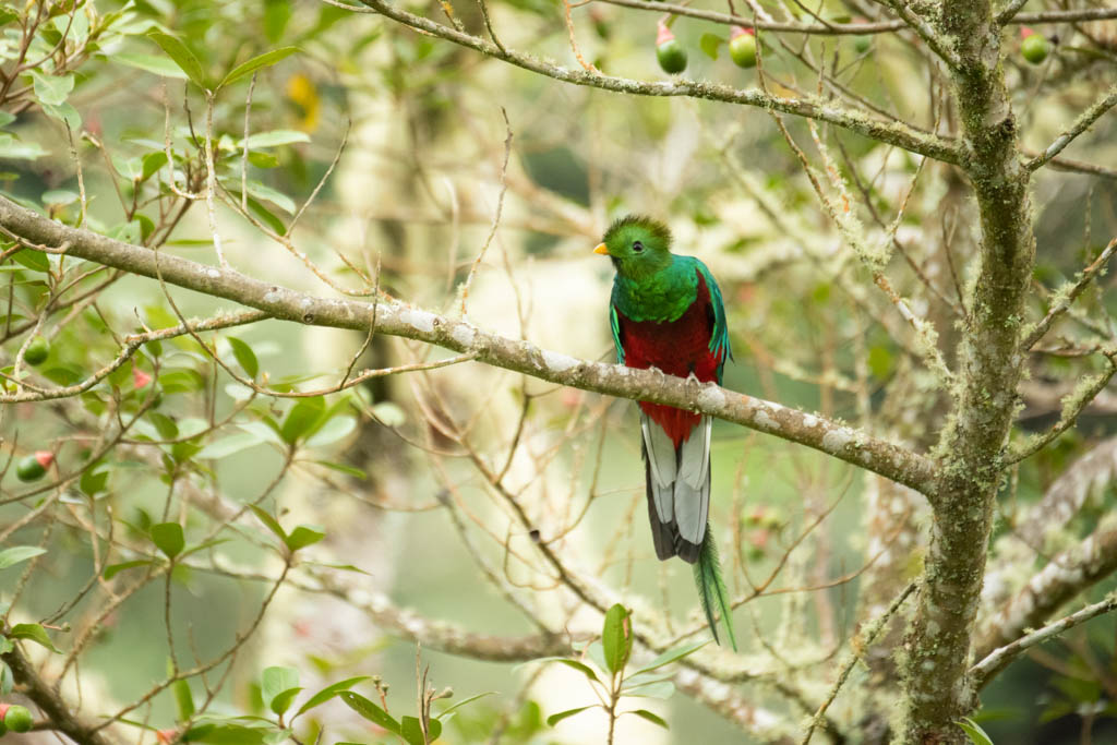 Name: resplendent quetzal Scientific name: Pharomachrus mocinno Country: Costa Rica Location: San Gerardo de Dota