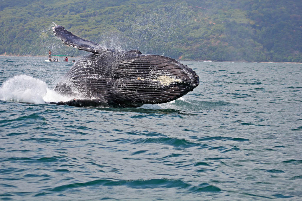 Humpback whale, Costa Rica
