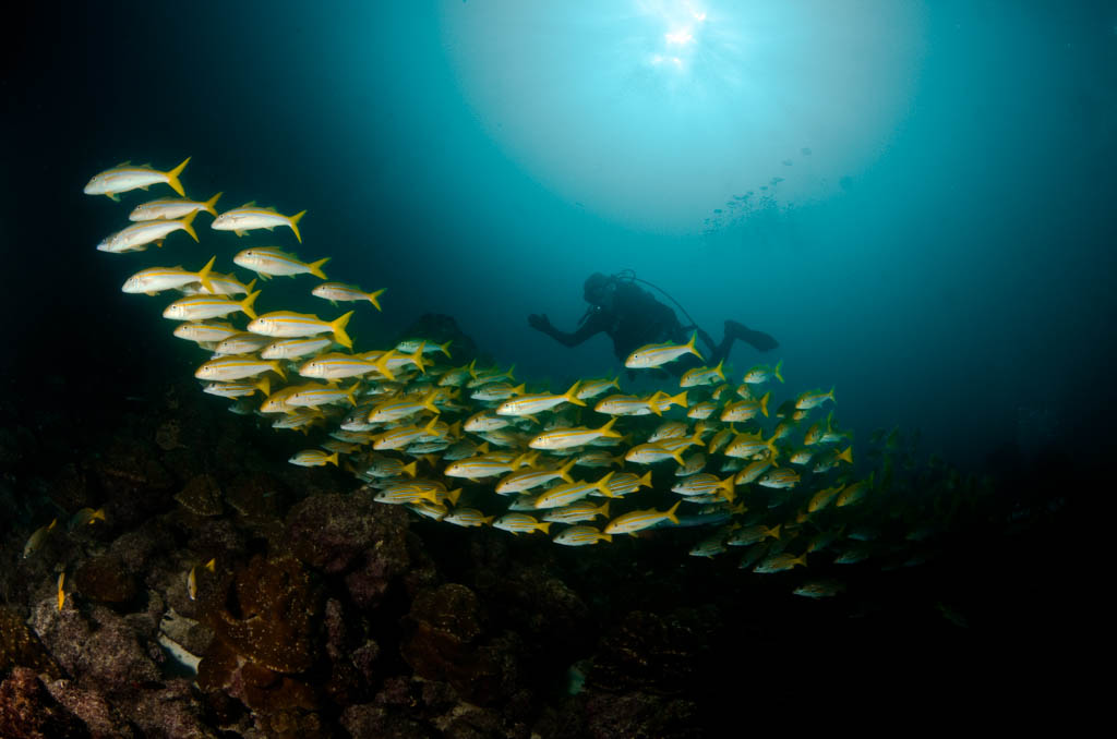 A Shool of Fish in Cocos Island in Costa Rica