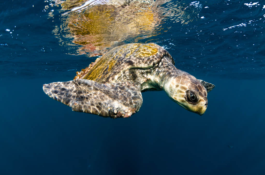 Ridley Sea Turtle, Costa Rica